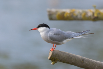 Recent Sightings 12th May 2025